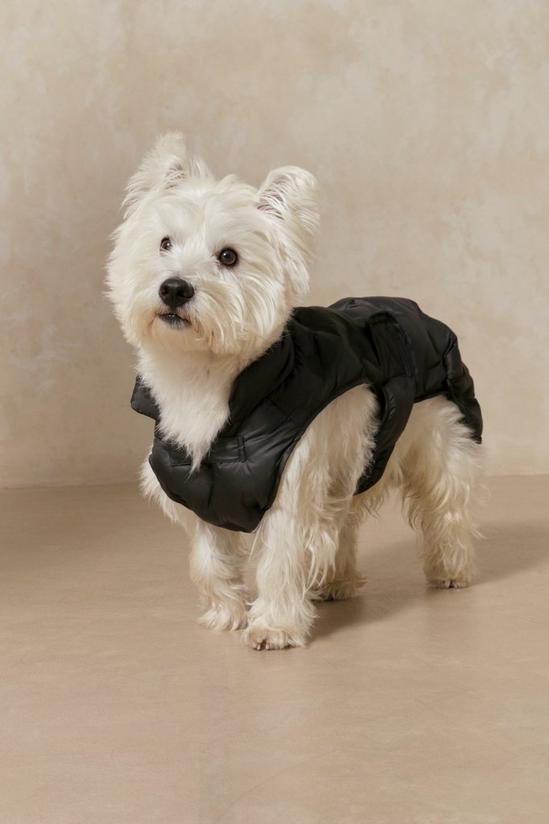 MissPap Pintuck Puffer Dog Jacket 1