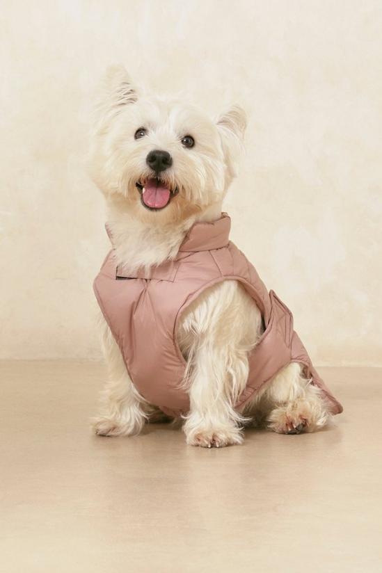 MissPap Puffer Dog Coat 1
